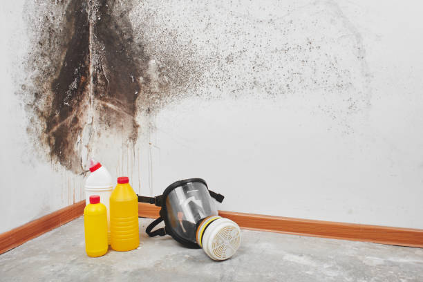 Best Basement Mold Remediation in Jacksonville, AR