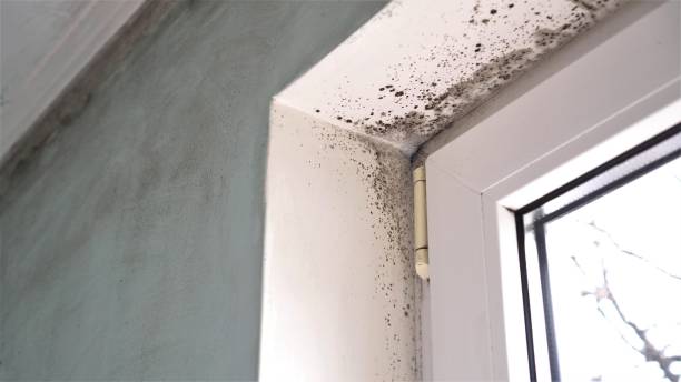 Best Preventive Mold Services in Jacksonville, AR