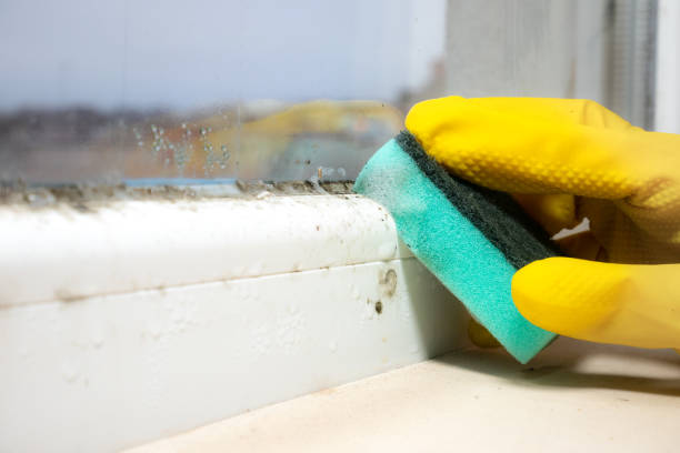 Best Residential Mold Remediation in Jacksonville, AR