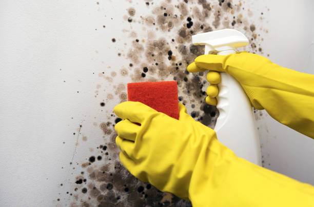 DIY Mold Remediation Support Services