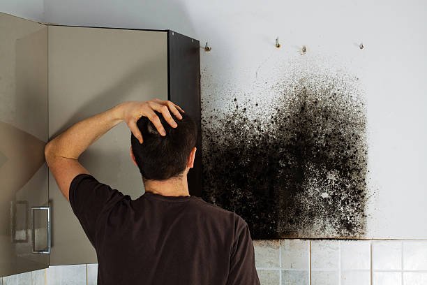 Best Bathroom Mold Remediation in Jacksonville, AR