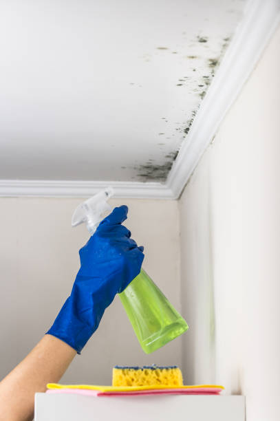 Reliable Jacksonville, AR Mold Remediation Solutions